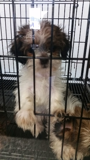 Pet Store «Puppies Plus LLC», reviews and photos, 6405 S Virginia St # 1, Reno, NV 89511, USA