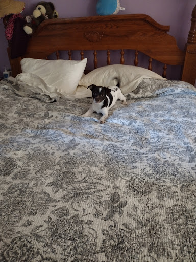 Pet Supply Store «Petland Dallas», reviews and photos, 11909 Preston Rd, Dallas, TX 75230, USA