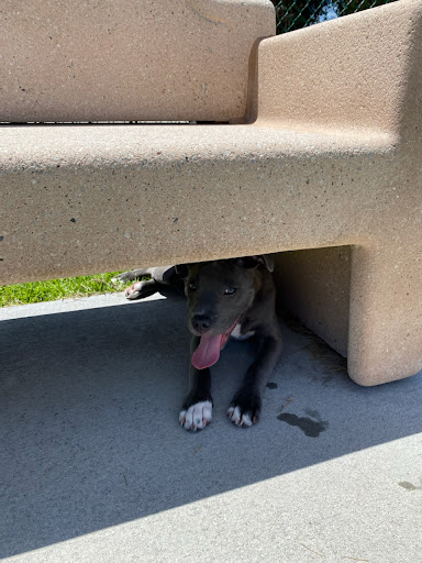 Pet Supply Store «PetSmart», reviews and photos, 1900 W International Speedway Blvd, Daytona Beach, FL 32114, USA