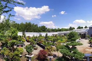 Bonsai Münsterland GmbH image