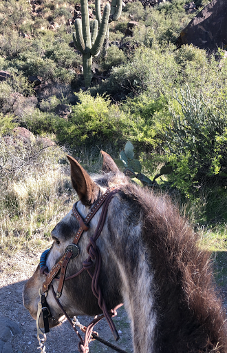 Horseback Riding Service «Spur Cross Stables», reviews and photos, 44029 N Spur Cross Rd, Cave Creek, AZ 85331, USA