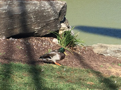 Golf Course «Waters Edge Mini Golf», reviews and photos, 230 N Ronks Rd, Bird in Hand, PA 17505, USA