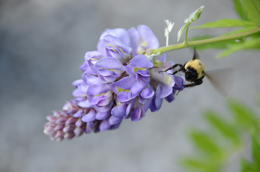 Garden Center «Schott Gardens», reviews and photos, 2209 Nashville Rd, Bowling Green, KY 42101, USA