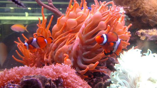 Tropical Fish Store «Jurassic Aquatics & Pets», reviews and photos, 1413 Golden Gate Blvd E, Cleveland, OH 44124, USA