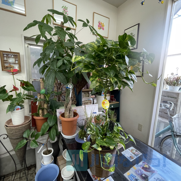 フラワーショップ 花貴 埼玉県川口市芝下 花屋 花 グルコミ