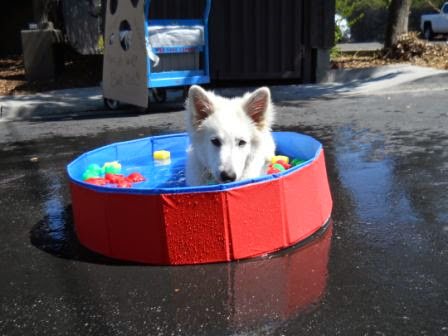 Pet Supply Store «Pet Food Express», reviews and photos, 15466 Los Gatos Blvd, Los Gatos, CA 95032, USA