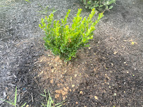 Seven Worms Pest Control - Photo 3 - Car repair in , The Woodlands