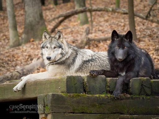 Park «Bays Mountain Park & Planetarium», reviews and photos, 853 Bays Mountain Rd, Kingsport, TN 37660, USA