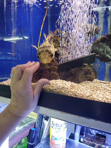 Tropical Fish Store «Emmons Tropical Fish & Ponds», reviews and photos, 1612 Hopmeadow St, Simsbury, CT 06070, USA