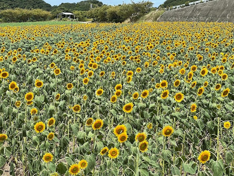 花ひろば 無料駐車場