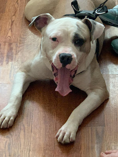 Pet Supply Store «PetSmart», reviews and photos, 1720 N Pointe Dr, Durham, NC 27705, USA