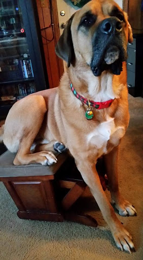 Pet Supply Store «Pet Supplies Plus», reviews and photos, 61 Irving Park Rd, Streamwood, IL 60107, USA