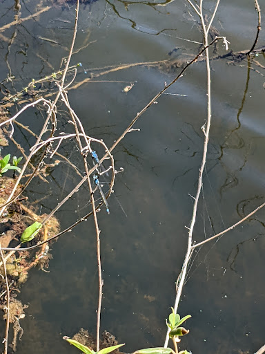 Nature Preserve «Elm Fork Nature Preserve Trail Entrance», reviews and photos, 2335 Sandy Lake Rd, Carrollton, TX 75006, USA