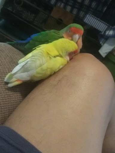 Pet Store «A to Z Pets», reviews and photos, 16010 SE Division St, Portland, OR 97236, USA