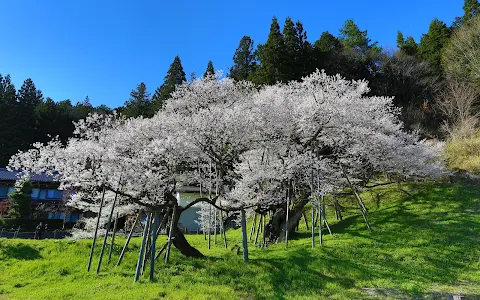 臥龍桜 image