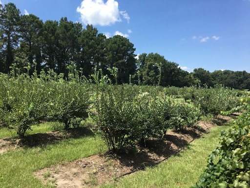 National Park «Charles Pinckney National Historic Site», reviews and photos, 1254 Long Point Rd, Mt Pleasant, SC 29464, USA