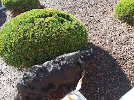 Pet Supply Store «Pet Supplies Plus», reviews and photos, 1676 E Summit St, Crown Point, IN 46307, USA