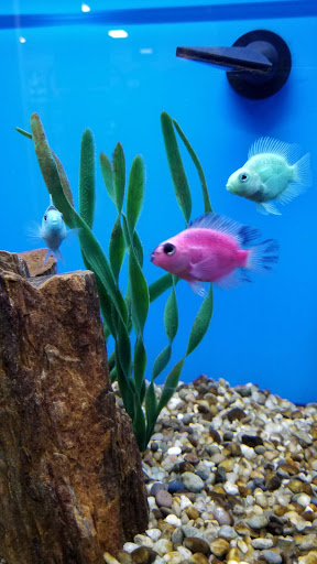 Pet Groomer «We Lov Pets», reviews and photos, 3853 Northpointe Dr, Zanesville, OH 43701, USA