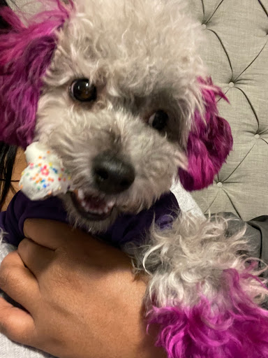 Pet Supply Store «Pet Supplies Plus», reviews and photos, 3205 W 115th St, Merrionette Park, IL 60803, USA