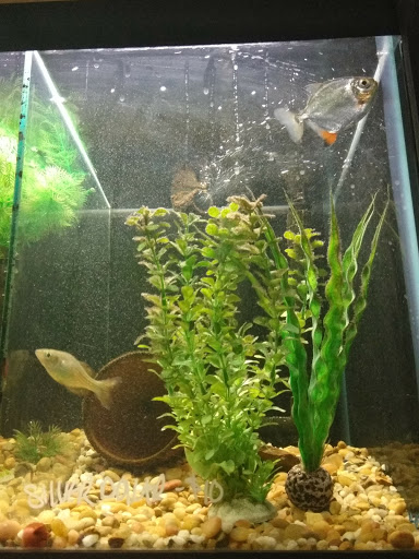 Tropical Fish Store «Fish Finatics», reviews and photos, 7037 Manlius Center Rd, East Syracuse, NY 13057, USA