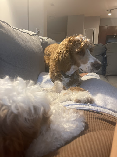 Pet Supply Store «PetSmart», reviews and photos, 1285 Johnson Ferry Rd, Marietta, GA 30068, USA