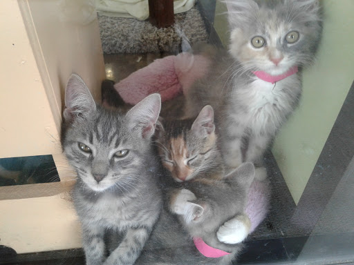 Pet Supply Store «Pet Supplies Plus», reviews and photos, 1012 W Hebron Pkwy #120, Carrollton, TX 75010, USA