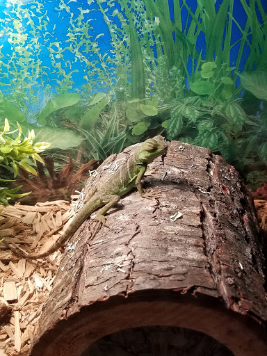 Pet Store «Greenwood Pets & Plants», reviews and photos, 13983 E 9 Mile Rd, Warren, MI 48089, USA