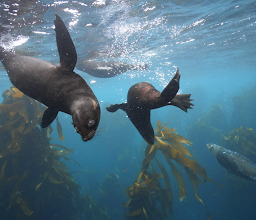 Cape Town Bucket List / Seal Snorkeling photo