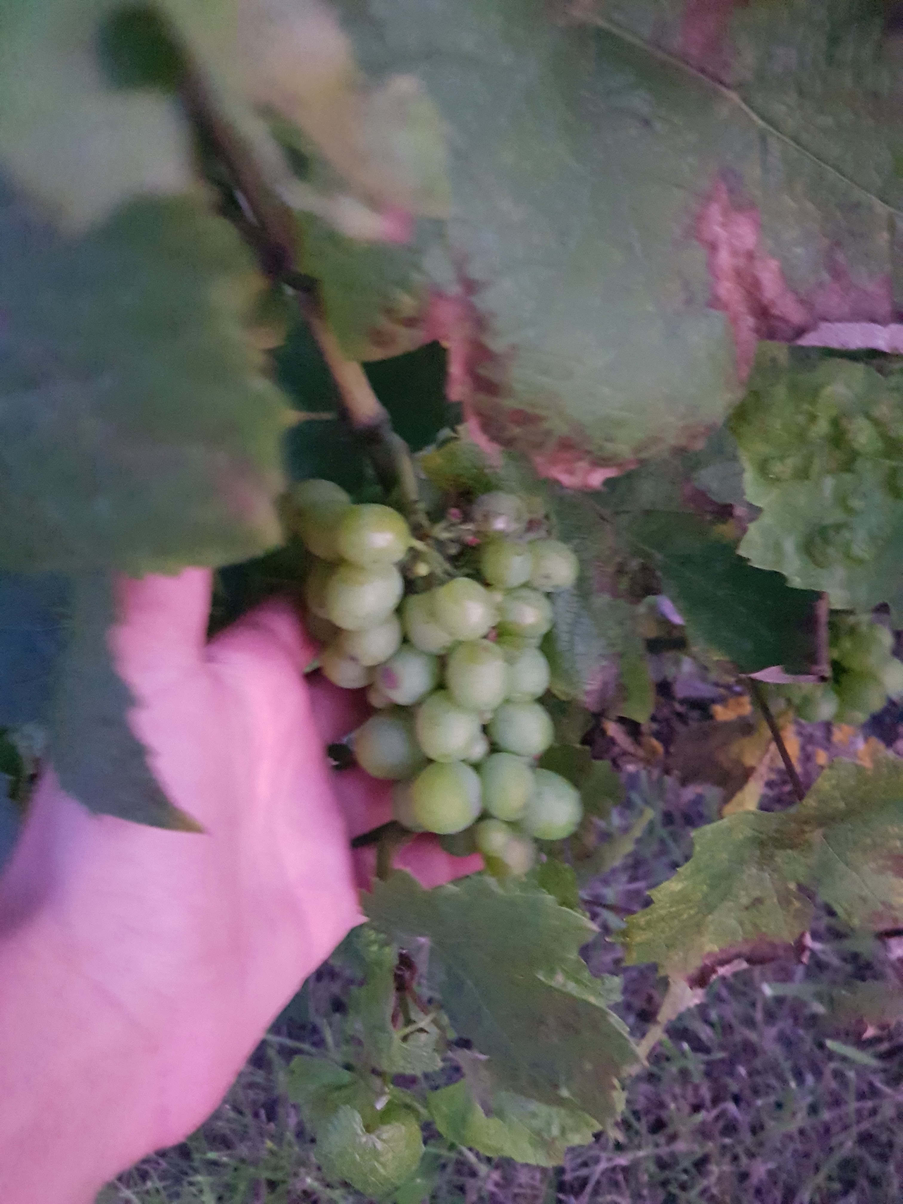 Photo n° 1 de l'avis de Armand. fait le 10/08/2021 à 19:22