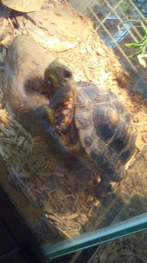 Reptile Store «The House Of Reptiles», reviews and photos, 5501-1 Beach Blvd, Jacksonville, FL 32207, USA