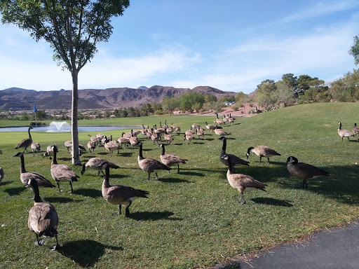 Golf Course «Desert Willow Golf Course», reviews and photos, 2020 W Horizon Ridge Pkwy, Henderson, NV 89012, USA