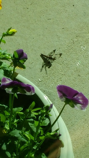 Bar & Grill «Rockabillies», reviews and photos, 12363 W 64th Ave, Arvada, CO 80004, USA