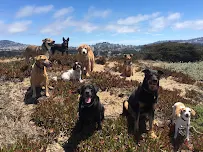 Top Dog SF - Car repair in San Francisco, CA, San Mateo - Rated 4.9/5