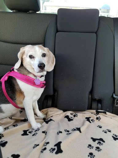 Pet Supply Store «Pet Supermarket», reviews and photos, 151 E Van Fleet Dr, Bartow, FL 33830, USA