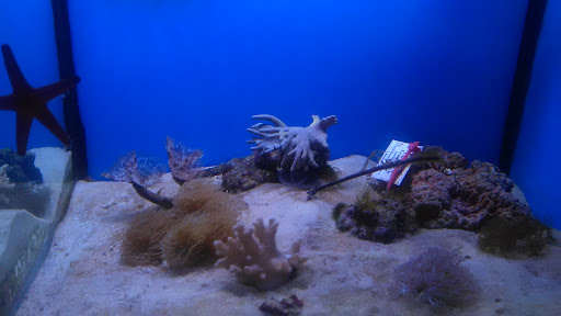 Pet Supply Store «Petco Animal Supplies», reviews and photos, 5975 20th St, Vero Beach, FL 32966, USA