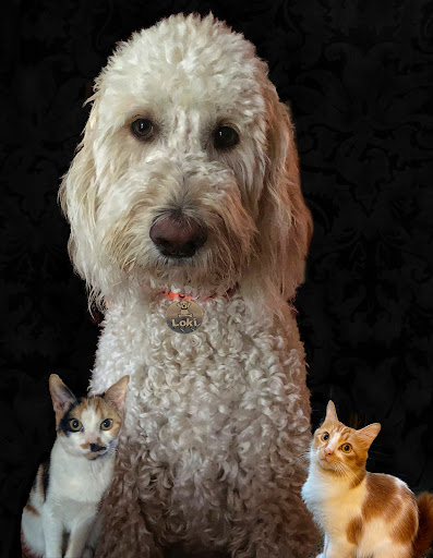 Pet Store «Bark Life Market», reviews and photos, 11220 Park Blvd N, Seminole, FL 33772, USA