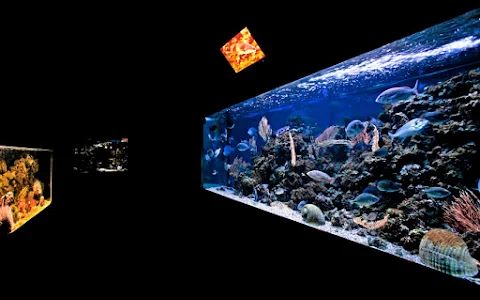 Argentario Aquarium image