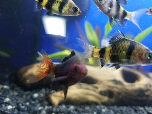 Pet Store «Pets Warehouse», reviews and photos, 177 Glen Cove Rd, Carle Place, NY 11514, USA