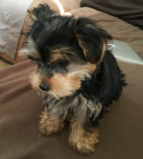 Pet Store «Yuppy Puppy Pet Shop», reviews and photos, 292 Frantz Rd, Stroudsburg, PA 18360, USA