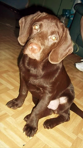 Department Store «Walmart Supercenter», reviews and photos, 20 Ferguson Blvd, Dry Ridge, KY 41035, USA