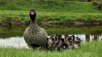 Photos of Big4 Castlemaine Gardens Holiday Park