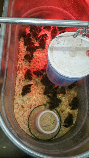 Department Store «Rural King», reviews and photos, 127 S Memorial Dr, New Castle, IN 47362, USA