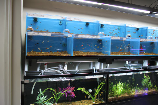 Tropical Fish Store «Optimum Aquarium», reviews and photos, 840 Ernest W Barrett Pkwy NW #700, Kennesaw, GA 30144, USA