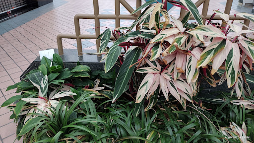 Shopping Mall «Crystal River Mall», reviews and photos, 1801 US-19, Crystal River, FL 34428, USA