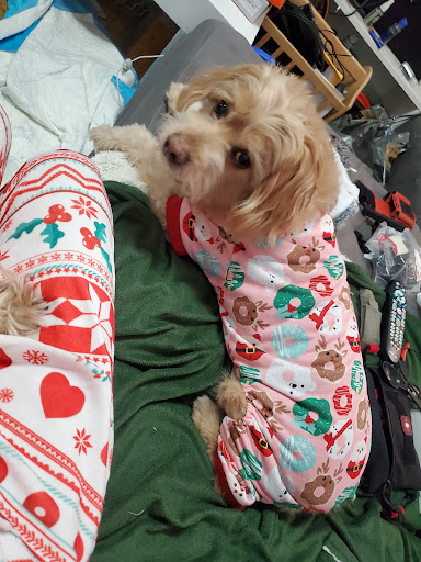 Pet Supply Store «Petco Animal Supplies», reviews and photos, 9111 Metropolitan Ave, Rego Park, NY 11374, USA