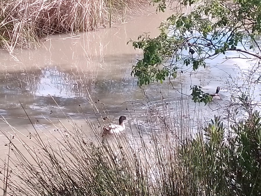 Pinar de Las Rozas de Madrid.