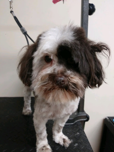 Pet Supply Store «EarthWise Pet Supply - Richardson», reviews and photos, 1310 W Campbell Rd #128, Richardson, TX 75080, USA