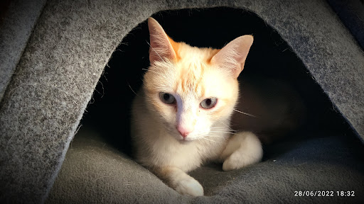 Clínica Veterinaria Amazonia en Elda