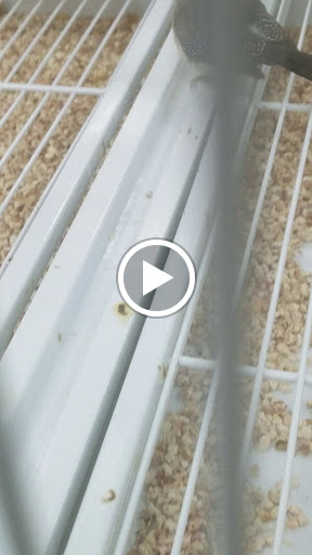 Pet Supply Store «Pet Supermarket», reviews and photos, 2449 S Hiawassee Rd, Orlando, FL 32835, USA