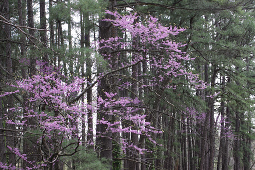 Nature Preserve «Shaw Nature Reserve», reviews and photos, 307 Pinetum Loop Rd, Gray Summit, MO 63039, USA